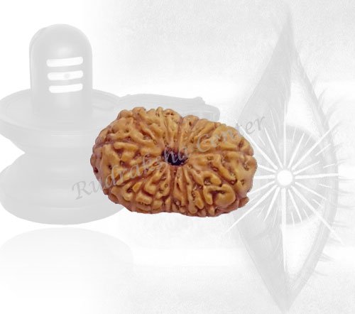 12-mukhi Rudraksha (Twelve-Faced)