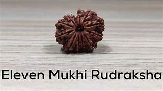 11- mukhi Rudraksha (Ten-faced)