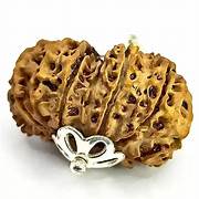 13-mukhi Rudraksha (Thirteen Faced)